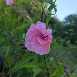 Hibiscus laevis Květ