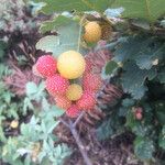 Rubus fraxinifolius Fruto