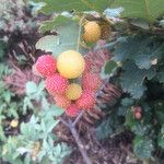 Rubus fraxinifolius Fruit