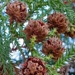 Cryptomeria japonica फल