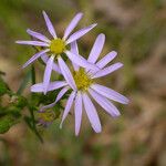 Ionactis linariifolia Fiore