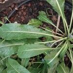 Isatis tinctoria Leaf