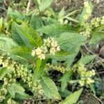 Penthorum sedoides Leaf