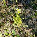 Limnanthes douglasii Habit