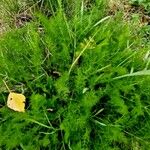 Meum athamanticum Habit