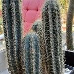 Pilosocereus alensis Hábito