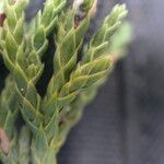 Juniperus recurva ᱛᱟᱦᱮᱸ