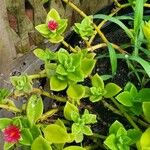 Aptenia cordifolia 花