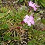 Dianthus gallicus Plante entière