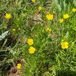 Ranunculus arvensis Агульны выгляд