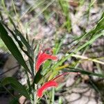 Adenanthos barbigerus Flower