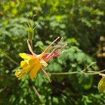 Aquilegia pubescens Цветок