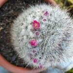 Mammillaria hahniana Feuille