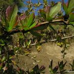 Berberis thomsoniana Altro