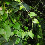 Cissus repens Blatt