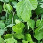 Vigna frutescens Blad