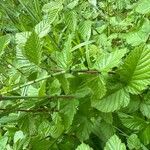 Filipendula ulmaria Blad