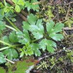 Ranunculus orthorhynchus 葉