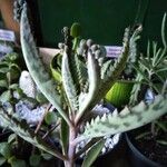 Kalanchoe serrata 葉