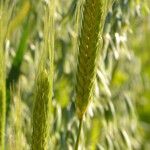 Triticum monococcum 果