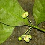 Peltostigma guatemalense പുഷ്പം