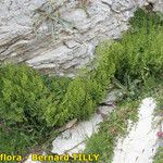 Asplenium fissum Yeri