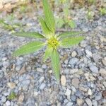 Euphorbia davidii Leaf