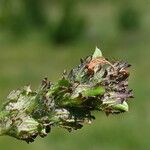 Pedicularis mixta Fruit