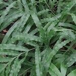 Pteris cretica ഇല