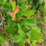 Pappea capensis Leaf