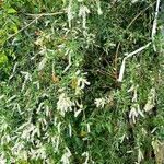 Buddleja asiatica Цветок