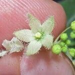 Echinopepon wrightii Flor
