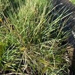Danthonia decumbens List