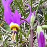 Primula pauciflora Fleur