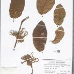 Pleurisanthes emarginata Hoja