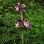 Stachys melissifolia Συνήθη χαρακτηριστικά