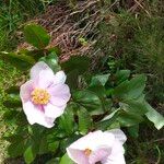 Paeonia corsica Flower