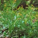 Ranunculus sceleratus Habit