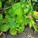 Jatropha podagrica Leaf