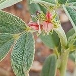 Indigofera senegalensis Flower