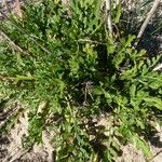 Pycnocomon rutifolium Hoja