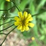 Lapsana communis Blomma