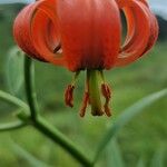 Lilium carniolicum Bloem