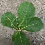 Terminalia catappa Leaf