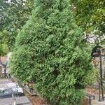 Thuja occidentalisHabitat