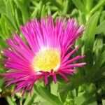 Carpobrotus acinaciformis Fiore