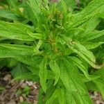 Mimulus ringens Leaf