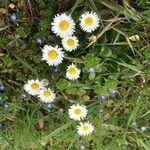 Bellis perennisЛисток