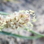 Plantago ovata Fiore