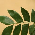 Gilletiodendron kisantuense Leaf